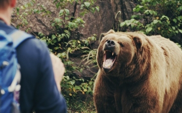 Hat tusnádfürdői medve kiemelését hagyta jóvá a román Környezetvédelmi Minisztérium
