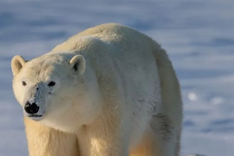 Február 27. a jegesmedvék világnapja – ünnepeljük, amíg még van mit