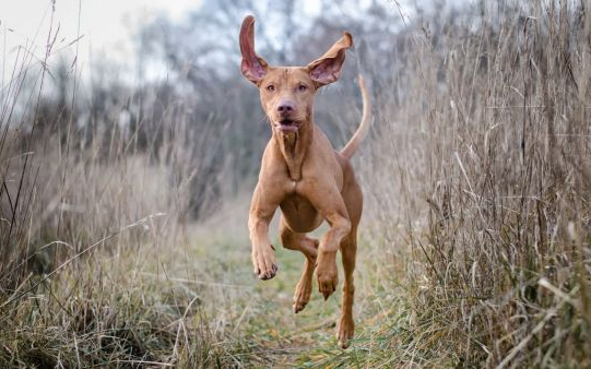 Nemzeti kincseink, a magyar kutyafajták: A rövidszőrű magyar vizsla