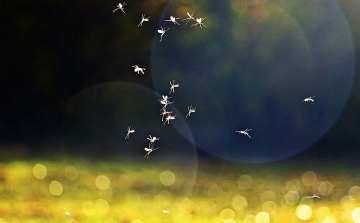 133 ezer hektáron irtják a szúnyogokat a héten