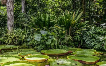 Brazília élővilágát mutatja be a Természettudományi Múzeum új kiállítása