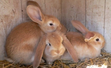 Nyuszi-STOP!-ot kérnek húsvétra az állatvédők