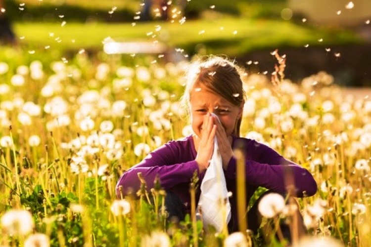Pollenhelyzet - Csúcsidőszakába ért a parlagfű pollenjének szezonja