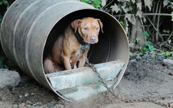 A láncon tartott kutya időzített bomba