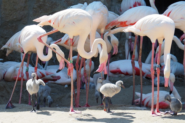 Egymás után kelnek ki a flamingófiókák a budapesti állatkertben
