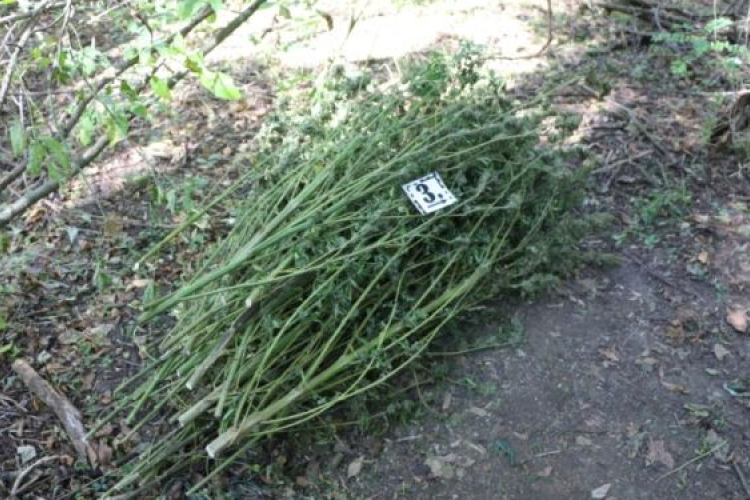 Erdőben termesztették a kendert