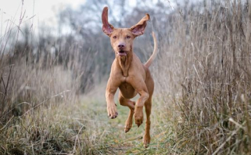 Nemzeti kincseink, a magyar kutyafajták: A rövidszőrű magyar vizsla