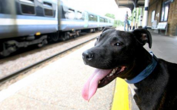 Már a helyjegyes vonatokon is utazhatnak kutyák és más kisállatok a gazdáikkal 