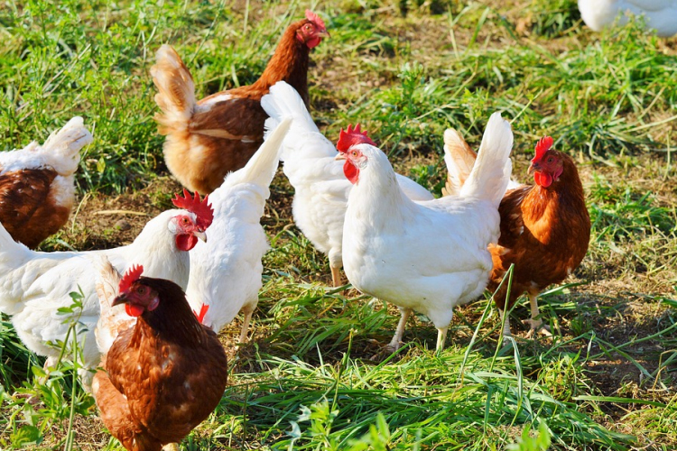 Baromfiürülék lehet a következő alternatív energiaforrás 