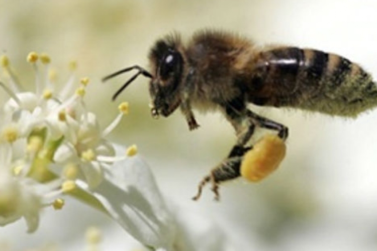 Mézelő méhek nyúlós költésrothadása betegség miatt községi zárlat Hódmezővásárhelyen
