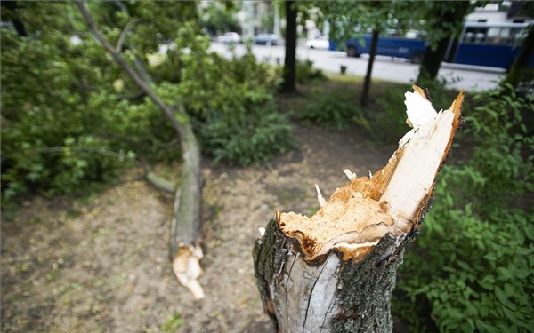 Vihar - Mabisz: a kárenyhítés a legfontosabb