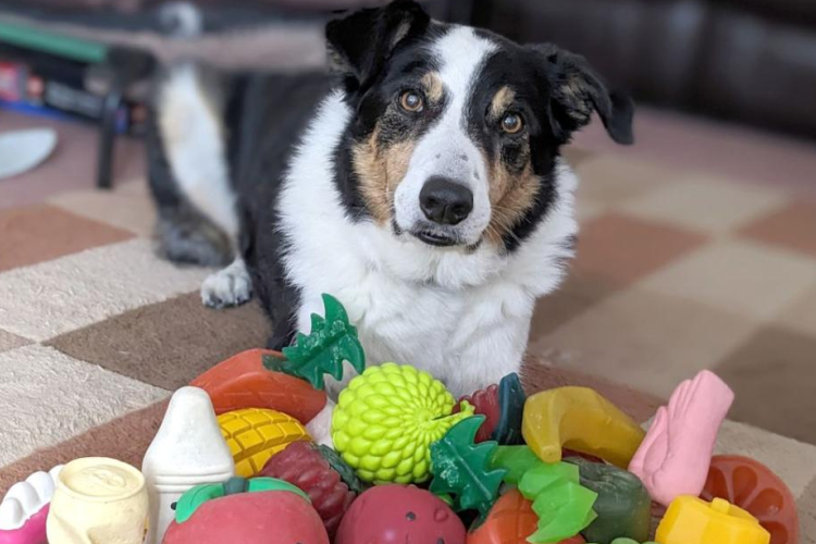 Az ELTE etológusainak vizsgálata szerint a kutyák gazdáik beszélgetéséből is képesek új szavakat tanulni