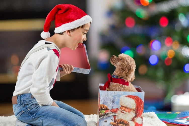 Karácsonyra állatSTOP-ot kérnek az állatvédők - videóval