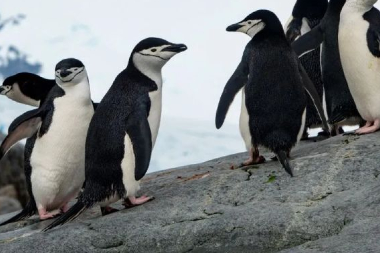 A pingvinürülék kulcsfontosságú lehet a bolygó túléléséhez