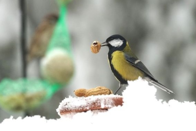 Hóesésben életmentő a madáretetés