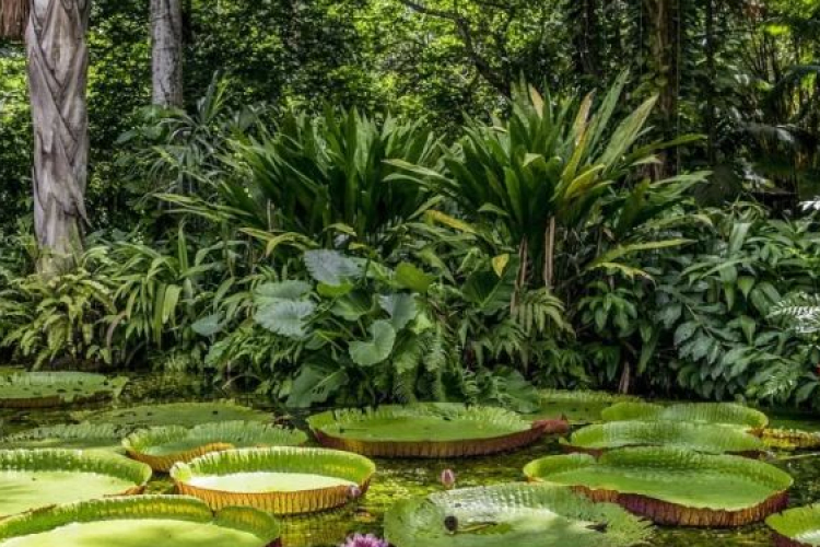Brazília élővilágát mutatja be a Természettudományi Múzeum új kiállítása