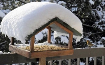 Ha leesett a hó, etessük az itt telelő madarakat!