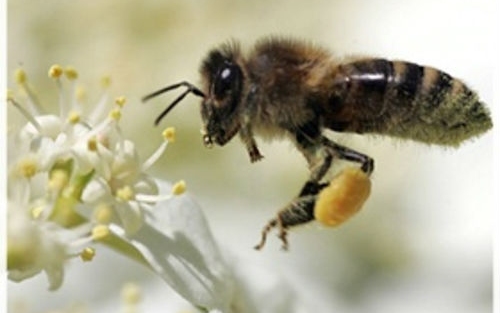 Mézelő méhek nyúlós költésrothadása betegség miatt községi zárlat Hódmezővásárhelyen