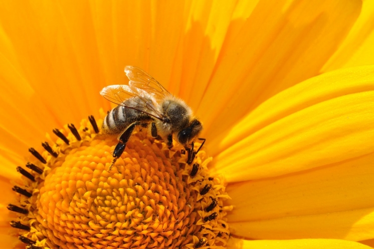 Rászokhatnak méhek a rovarirtószer ízére