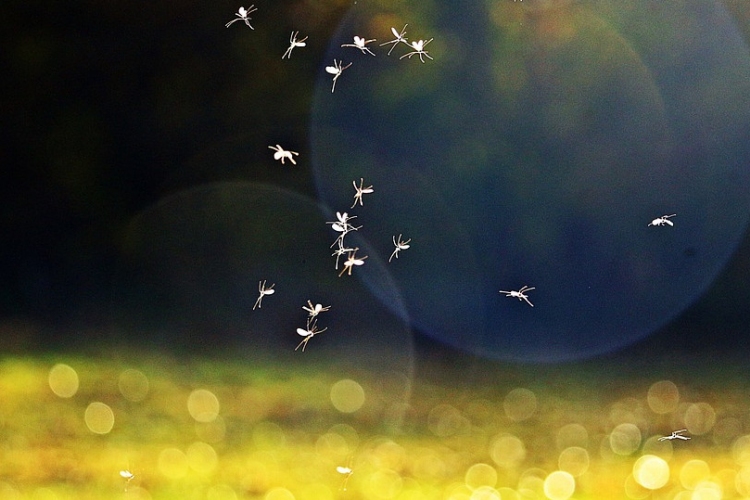 133 ezer hektáron irtják a szúnyogokat a héten