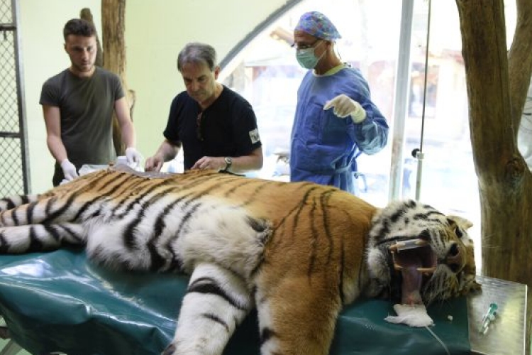 Igor tigris ízületei is sajátsejtes eljárással gyógyulnak