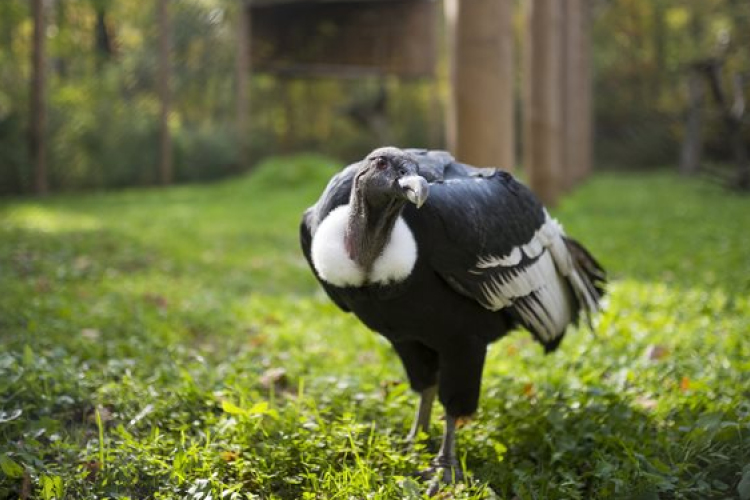 Új lakók költöztek a Nyíregyházi Állatparkba