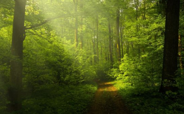 50 ezer hektár új erdő Magyarországon