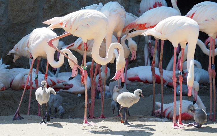 Egymás után kelnek ki a flamingófiókák a budapesti állatkertben