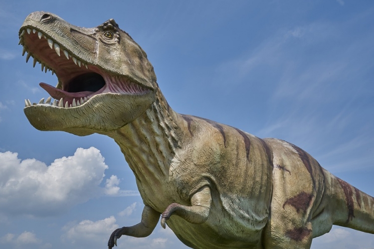 Az eddigi legnagyobb T. rexet fedezték fel kanadai tudósok