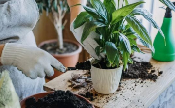 Megfelelő talaj, egészséges szobanövények: mire érdemes odafigyelni?