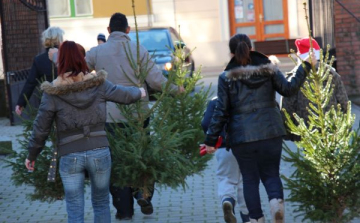 Karácsonyfát kaptak nélkülöző családok