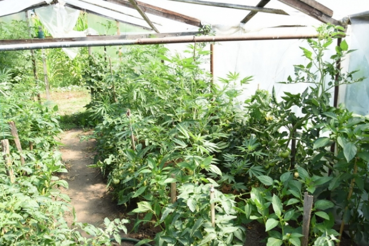 Kannabiszt termesztett kertjében egy 71 éves férfi