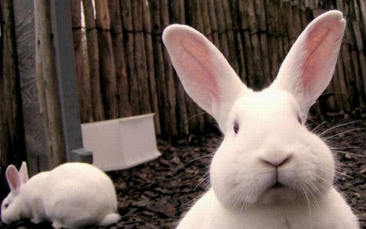 Húsvéti NyusziSTOP-ot kérnek az állatvédők - tudatos vásárlás, felelős állattartás