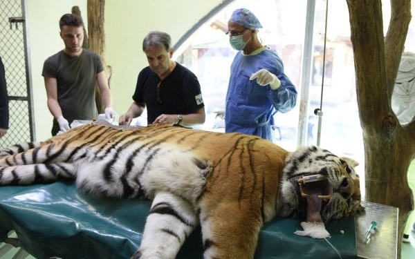 Igor tigris ízületei is sajátsejtes eljárással gyógyulnak