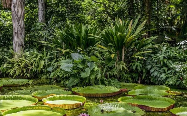 Brazília élővilágát mutatja be a Természettudományi Múzeum új kiállítása